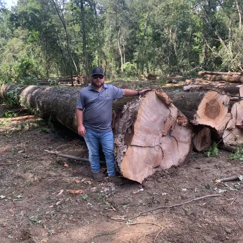 A logger standing beside a large felled hardwood log.