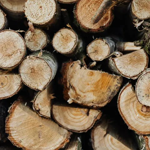 Close-up of the cut ends of stacked hardwood logs.